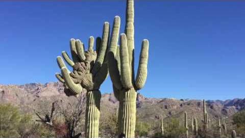 Watch: Standout saguaros of Sabino Canyon